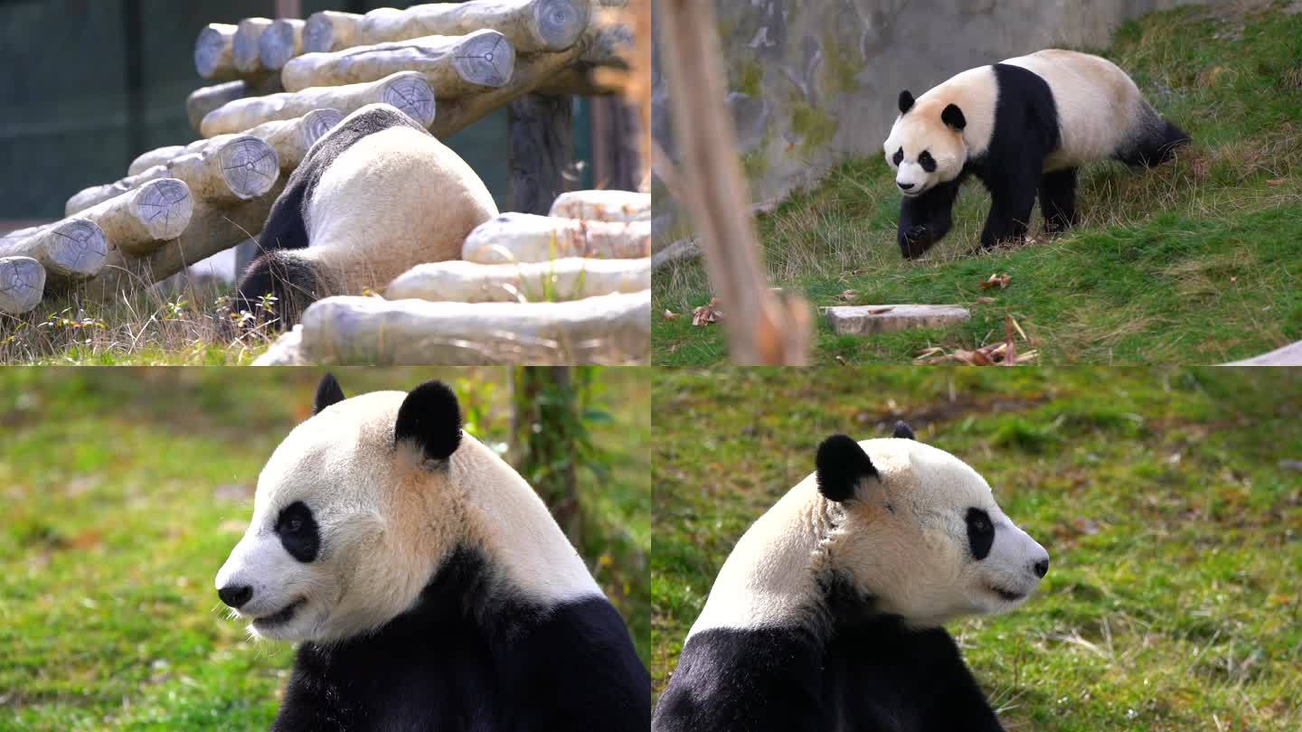 九寨沟大熊猫合集