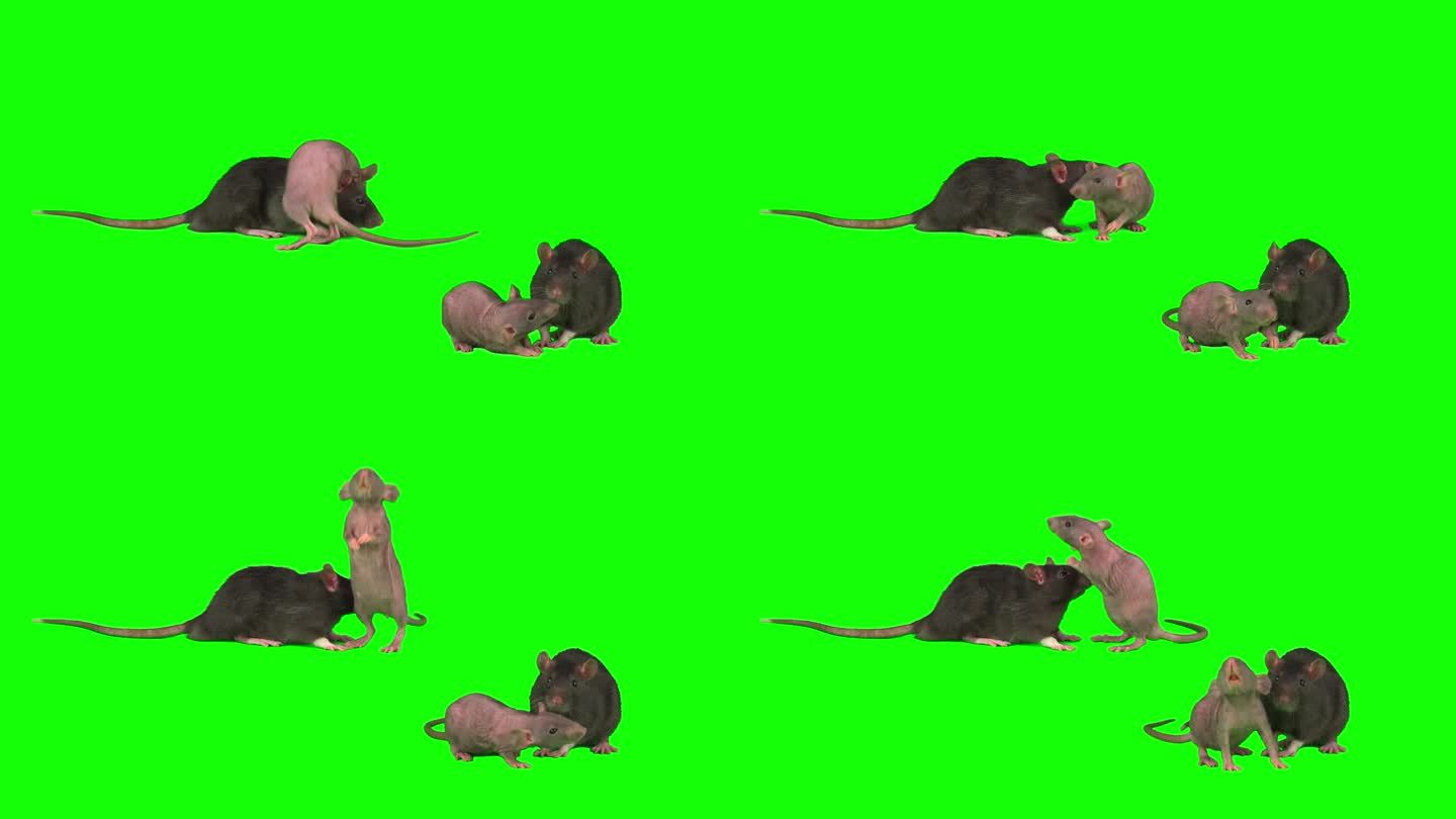 大鼠小鼠被隔离在绿色背景屏幕上