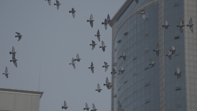 城市空中飞翔的鸽子群