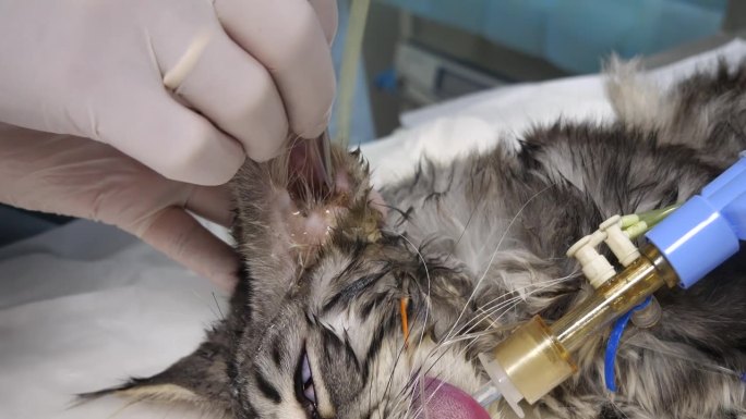 兽医的手正在用内窥镜检查猫的耳朵。医生诊断麻醉下宠物的耳道。猫内窥镜检查。
