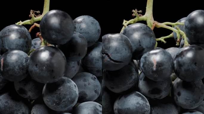 垂直视频。孤立的黑色背景，一串黑葡萄与圆浆果，特写旋转。