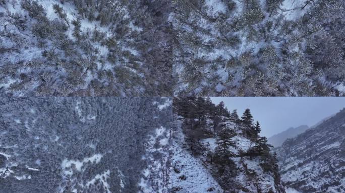 贺兰山雪景 冬季 森林 雪天 雪景 悬崖