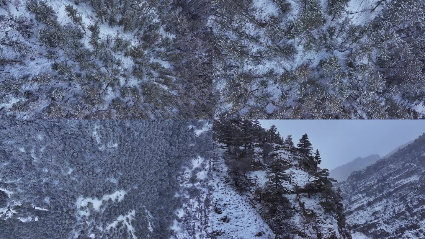 贺兰山雪景 冬季 森林 雪天 雪景 悬崖