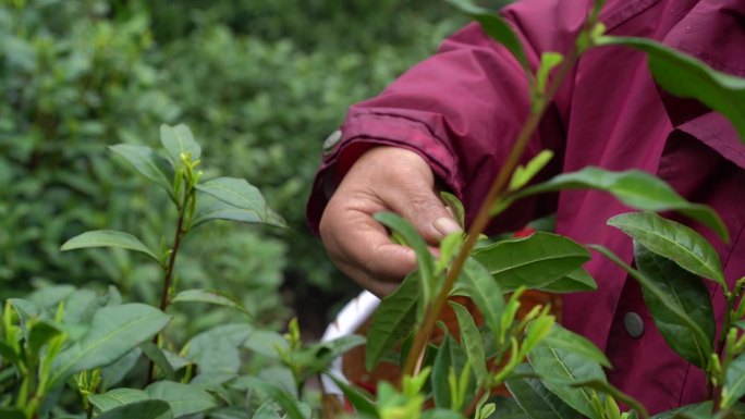 茶叶 采茶 茶山 茶田 茶园