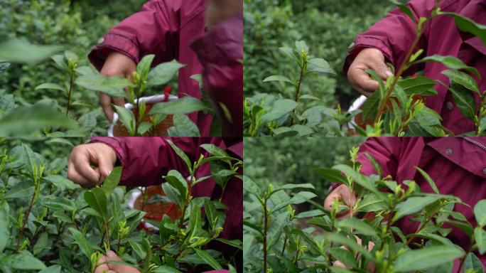 茶叶 采茶 茶山 茶田 茶园