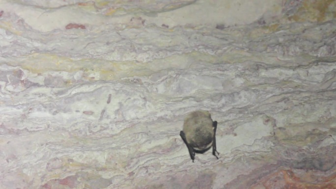 在洞穴里睡觉的水蝙蝠(Myotis daubentoni