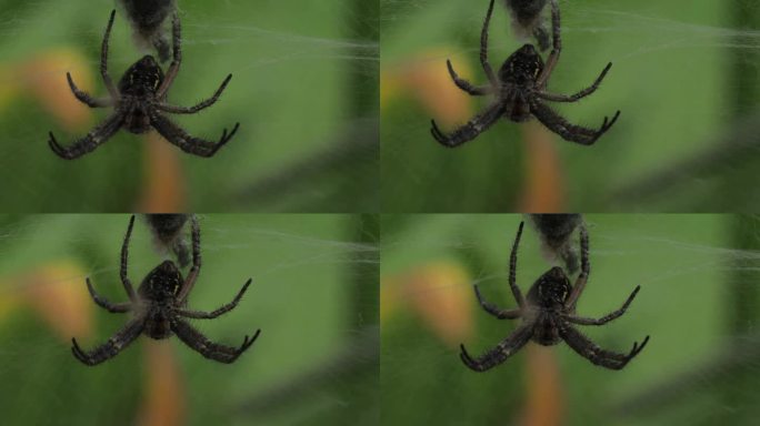 黑蛛挂在自己的网上