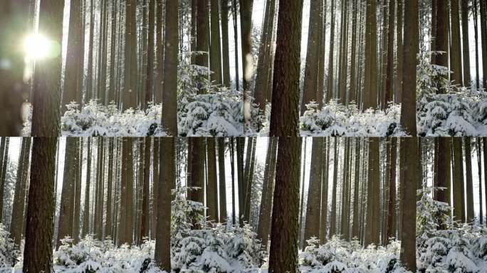 森林里的冬日仙境，雪花纷飞。树被雪覆盖，阳光照进来。12月寒冷的一天，美丽的圣诞气氛以慢动作呈现