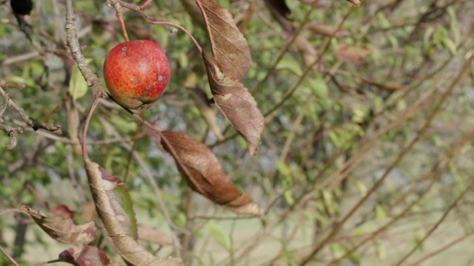 秋风中苹果树上的一个苹果。