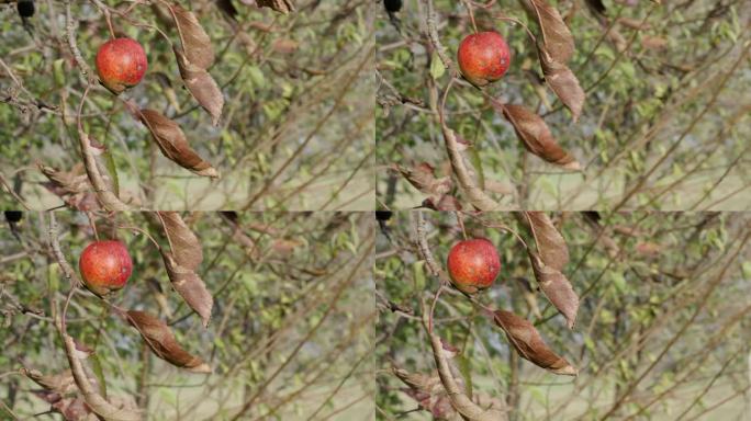 秋风中苹果树上的一个苹果。