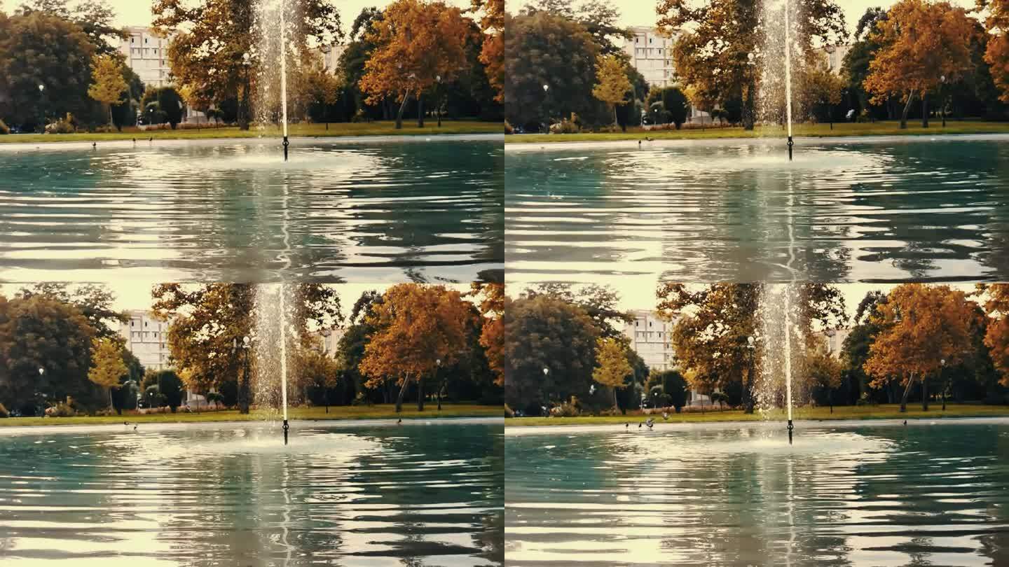 湖中喷泉缓缓落下的水滴，鸽子在背景中起飞，鸽子落地。秋天的心情概念，以棕色为主调