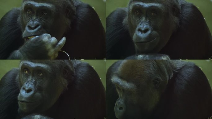 大猩猩猴子的特写