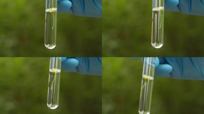 森林土壤探测仪，地质工作者用科学仪器对土壤探测仪进行测量。自然界的化学家。