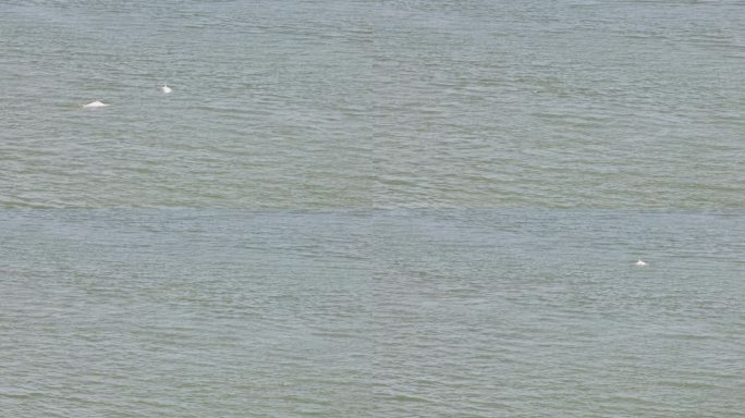 航拍白海豚畅游九龙江入海口