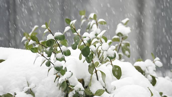 圣诞节飘雪 升格雪花飘落慢动作