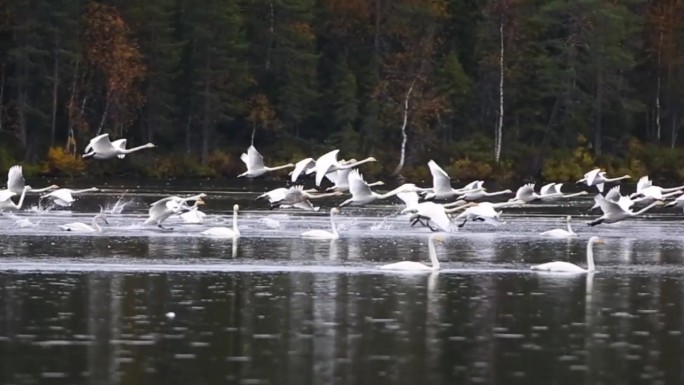 芬兰拉普兰湖中的大天鹅群