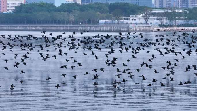 2023年深圳候鸟鸬鹚飞临前海湾