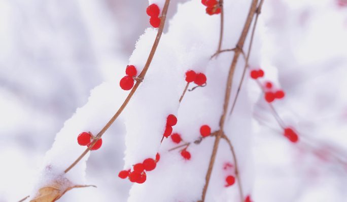 下雪纷飞 暴雪 立冬 唯美雪景 雪景视频