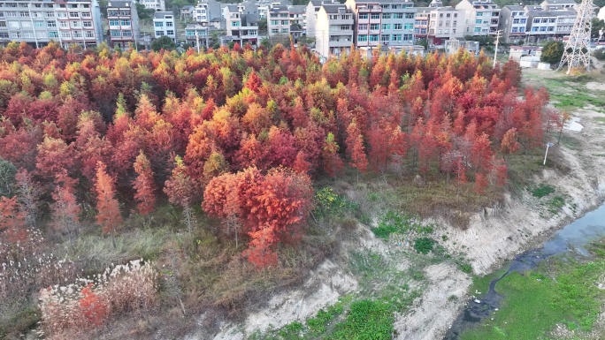 台州温岭湖漫水库水杉林