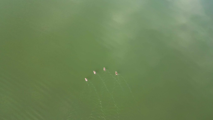 四只野鸭子在海面上自由的游荡