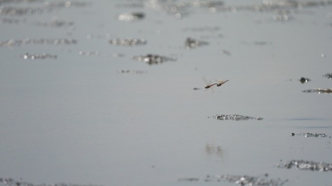 湿地蜻蜓产卵-升格动画