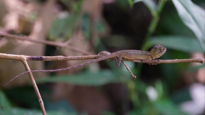 泰国，东方花园蜥蜴，它的整个身体在一根小树枝上休息，面朝右，望向森林