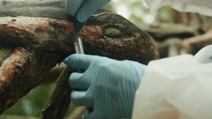 森林土壤探测仪，地质工作者用科学仪器对土壤探测仪进行测量。自然界的化学家。