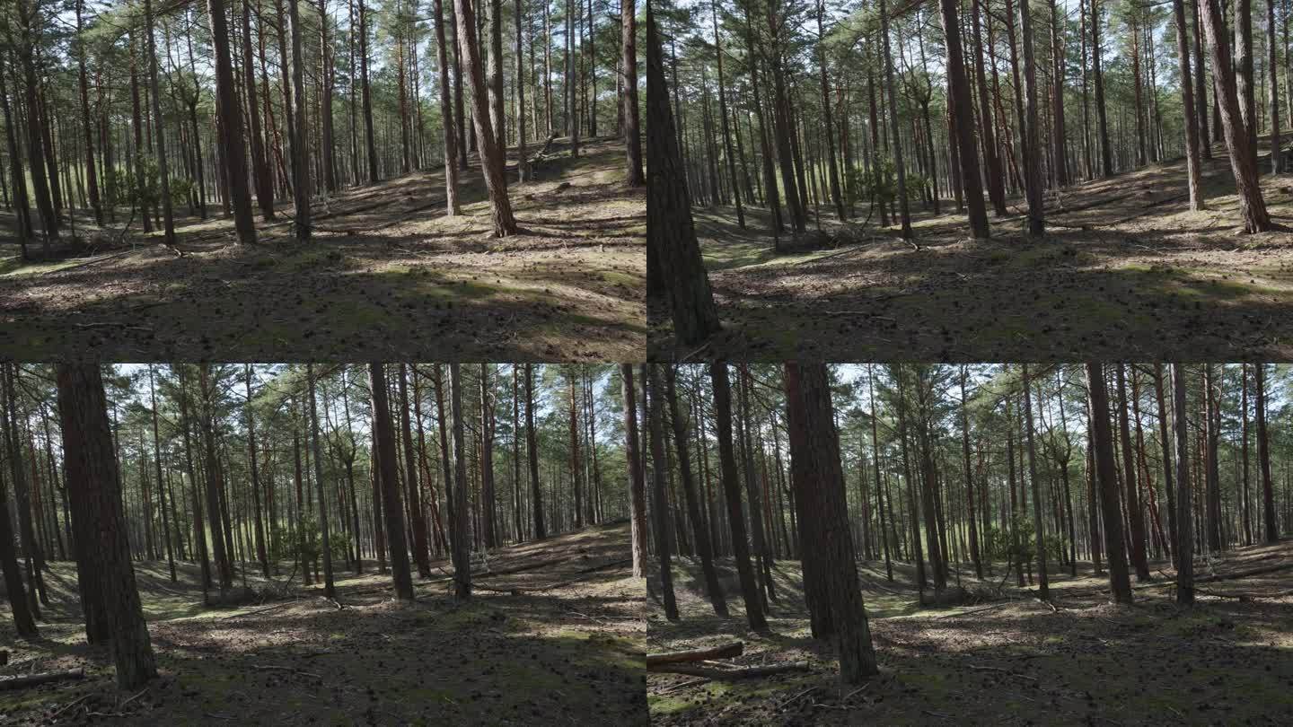 波兰波美拉尼亚省斯蒂洛的北方森林-森林中树木的景象-平移左图。