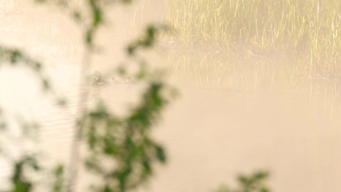 爱沙尼亚一个雾蒙蒙的早晨，一群普通的金眼鸭在河上游泳