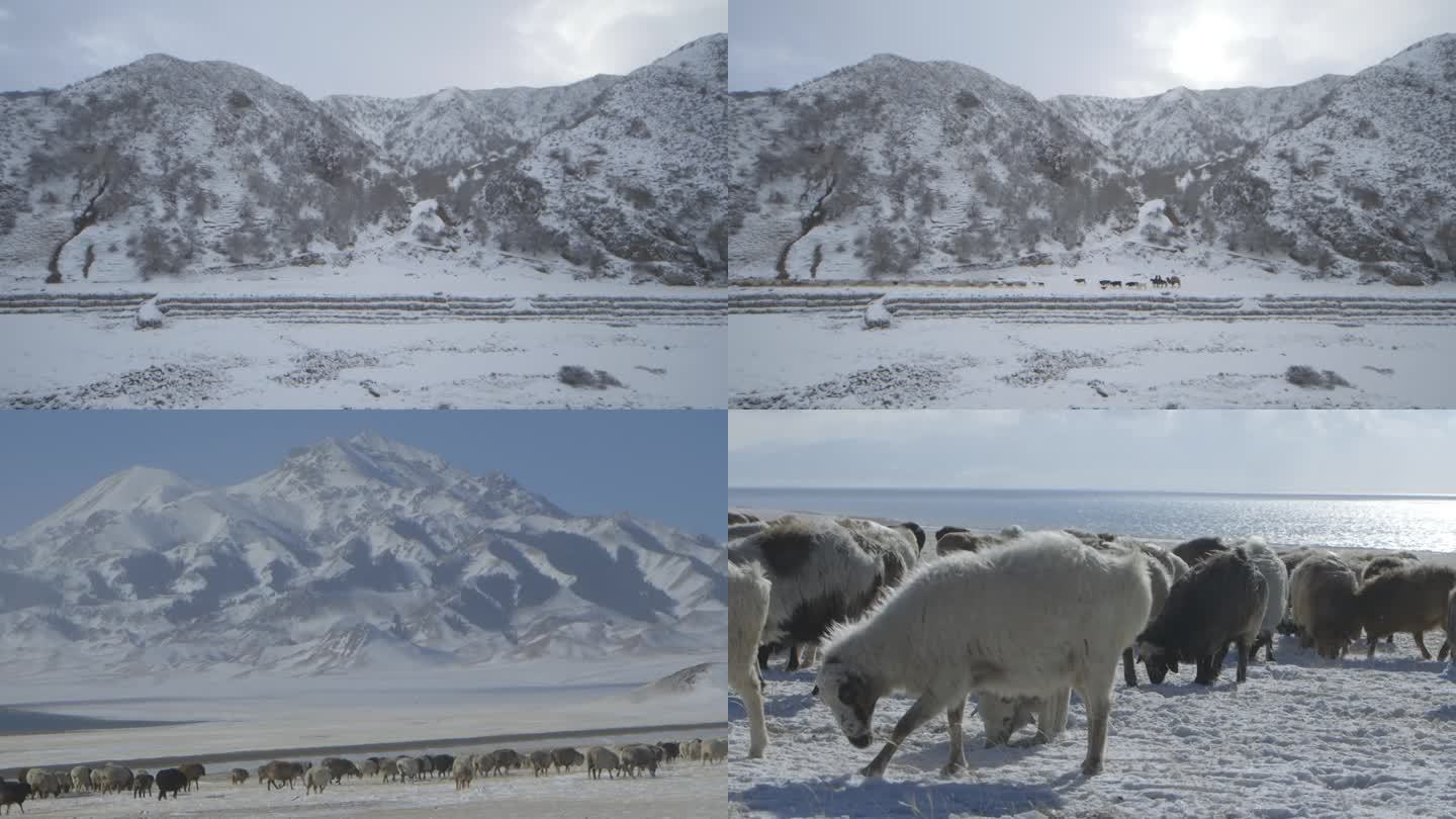 新疆冬季 赛里木湖 牧场放牧转场