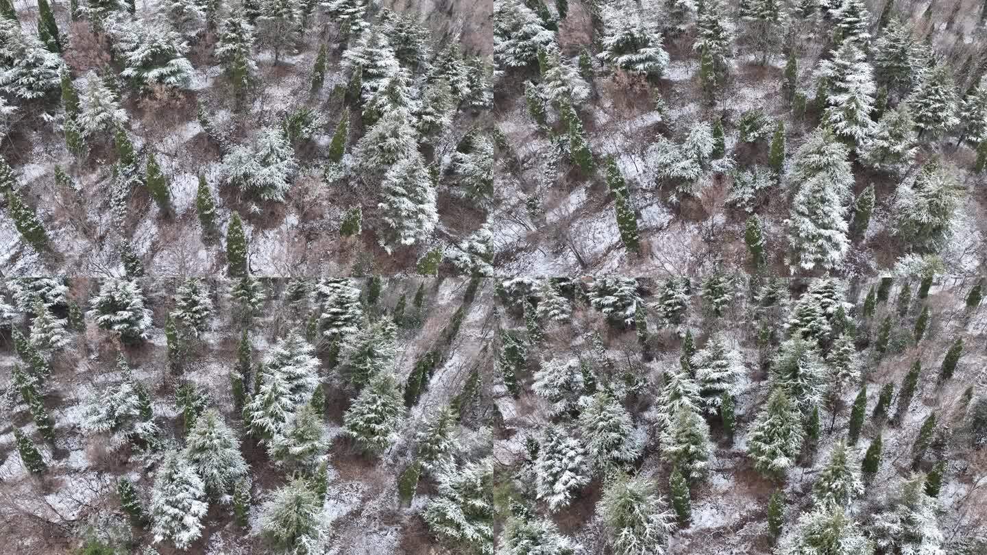 松树 降雪 航拍雪景 冬季古塔