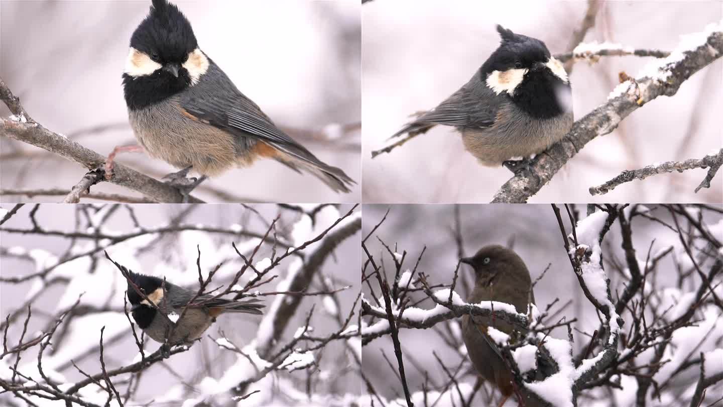雪后树枝上的鸟儿合集