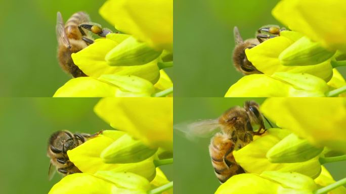 微距特写蜜蜂采蜜头伸进花心绒毛清晰可见