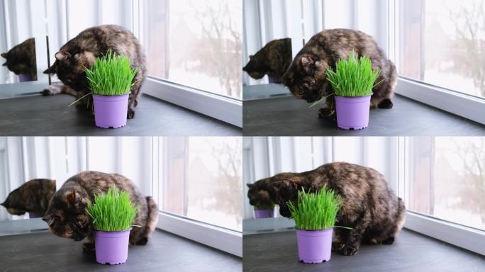 猫坐在窗台上吃燕麦草。健康营养成分。在现场种植。高品质的4k画面。副本的空间。快乐的动物和健康的食物