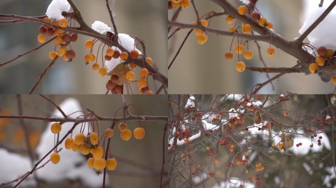 雪里海棠