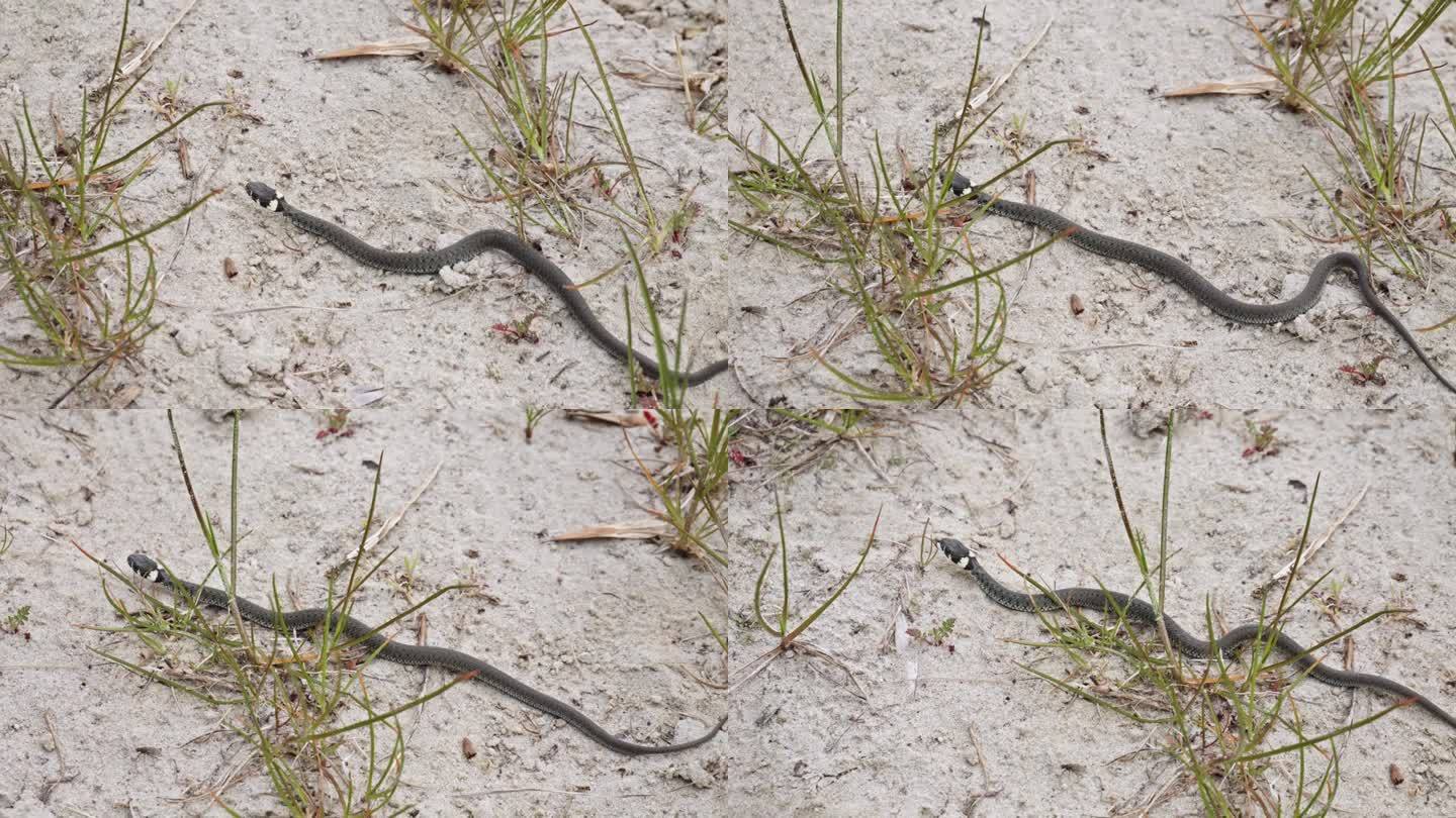 一条草蛇爬过一个沙地环境-近距离慢动作镜头。