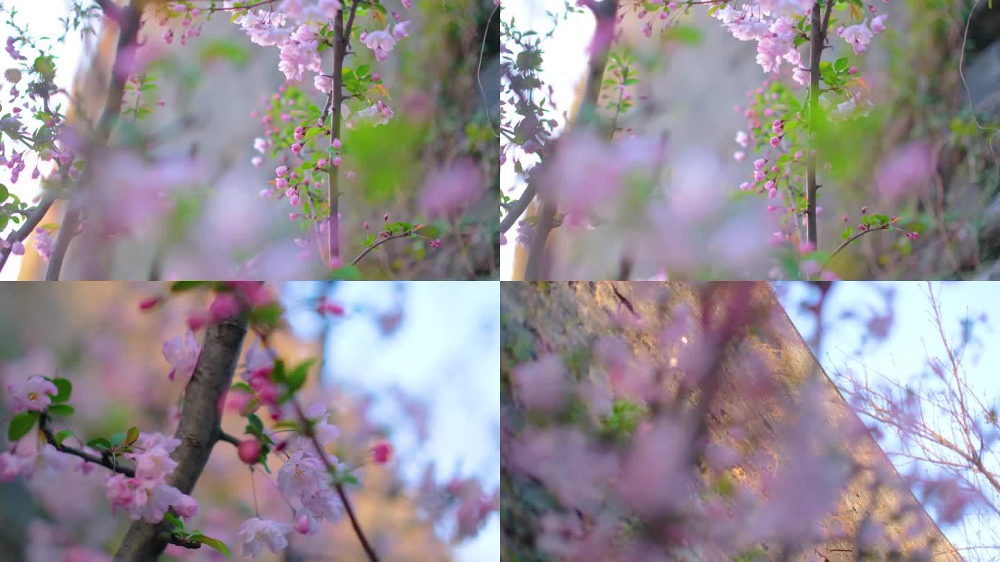 春天花朵樱花绽放植物风景视频素材
