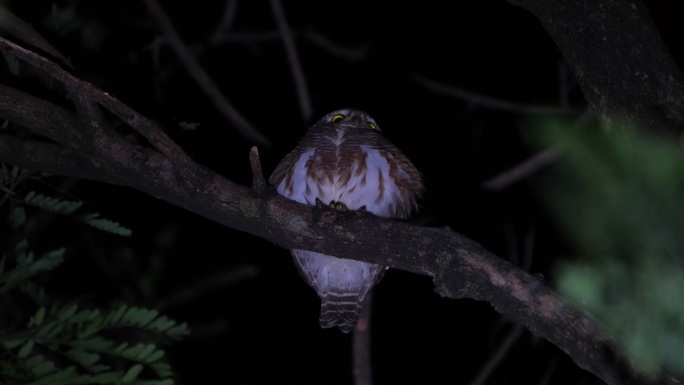 镜头拉近，从下面看到这只栖息在树枝上的猫头鹰，亚洲横斑猫头鹰Glaucidium cuculoide