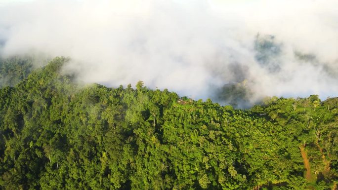 空中无人机拍摄的早晨雨林，有很多雾和薄雾沿着山脊流动