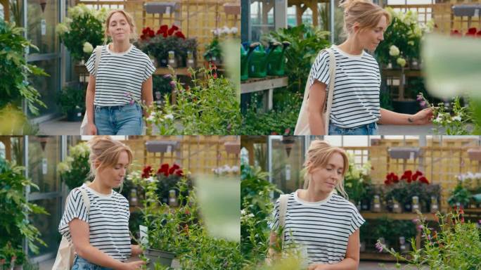 一名妇女在花园中心的温室里挑选和购买红色紫锥菊——慢镜头