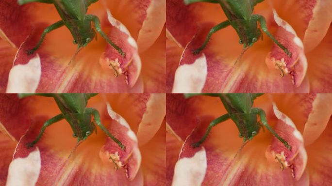 一只绿色的大蚱蜢坐在一朵橙色的花上的特写镜头。