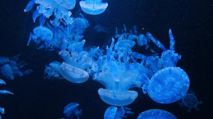 蓝色水母海底世界海洋馆水族馆