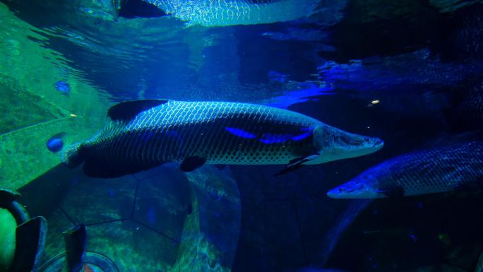 巨骨舌鱼 海洋馆 水族馆 海底世界