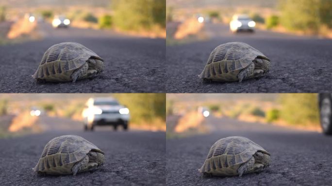 乌龟穿越繁忙的柏油路，保护和帮助动物的理念