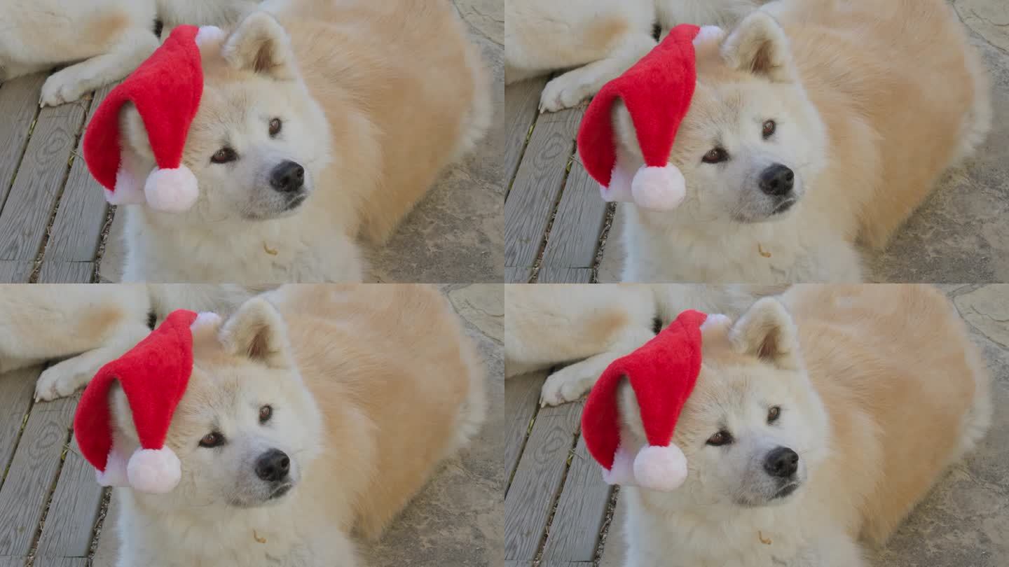 秋田犬，展示有趣的表情，因为他们迷人地要求圣诞礼物，创造了一个愉快和娱乐的场景