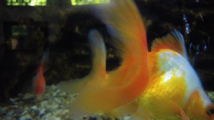 动物园的金鱼观赏鱼红白花琉金