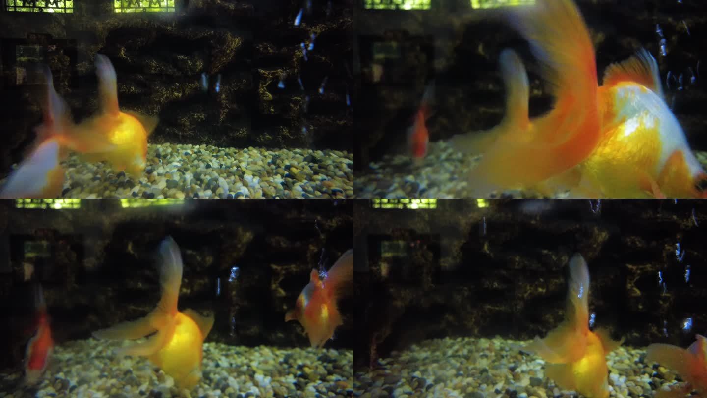 动物园的金鱼观赏鱼红白花琉金