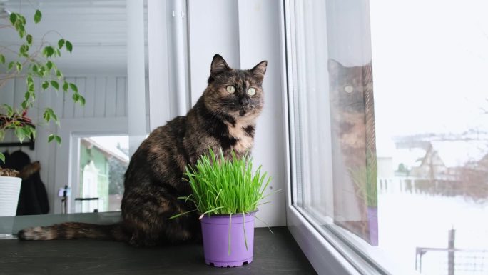 猫坐在靠近燕麦草的窗台上。健康营养成分。在现场种植。高品质的4k画面。副本的空间。快乐的动物和健康的