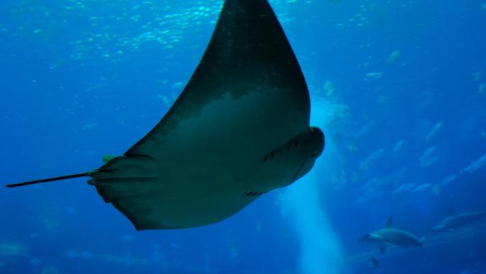 海洋馆水族馆海底世界魔鬼鱼鳐鱼