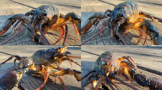 小龙虾在木码头。捕小龙虾、螃蟹和龙虾。